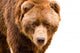 Brown Bear Close-up Portrait Wall Decal