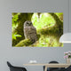 Barred Owl Olympic National Wall Decal