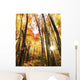 Autumn Scene Wall Mural