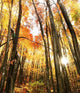 Autumn Scene Wall Mural