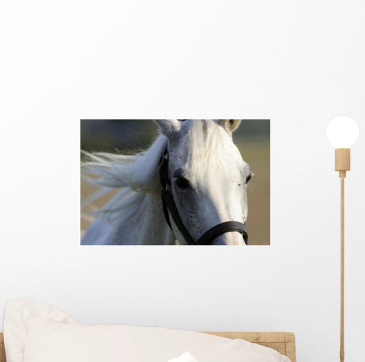 White Arab Halter Wall Decal
