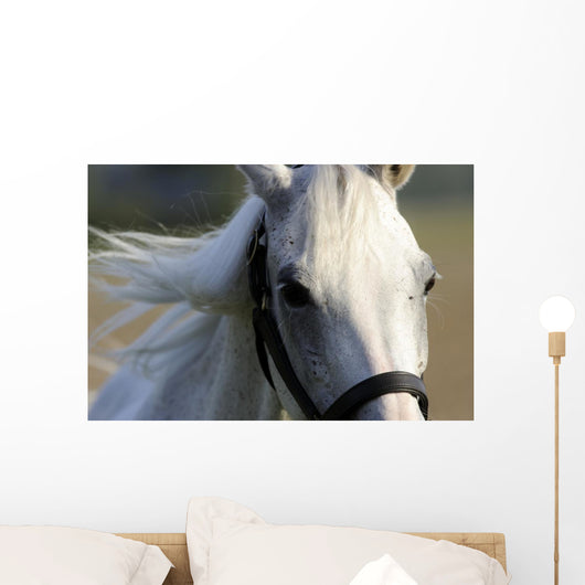 White Arab Halter Wall Decal