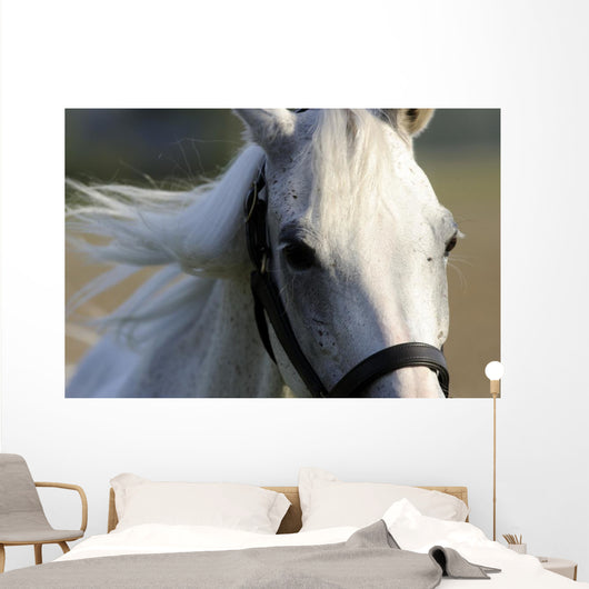 White Arab Halter Wall Decal