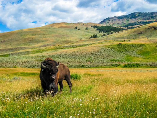 Bison Yellowstone National Park Wall Decal