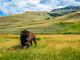 Bison Yellowstone National Park Wall Decal