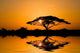 Acacia Tree Sunrise Kenya Wall Decal