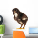 Black Little Chicken Wall Decal
