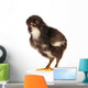 Black Little Chicken Wall Decal