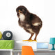 Black Little Chicken Wall Decal