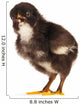Black Little Chicken Wall Decal