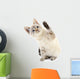 Kitten White Wall Decal
