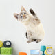 Kitten White Wall Decal