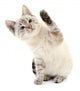 Kitten White Wall Decal