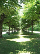 Park Wall Decal