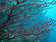 Caribbean coral Wall Mural