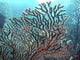 Caribbean coral Wall Mural