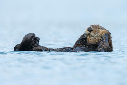 Sea Otter Floating Ocean Wall Decal