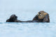 Sea Otter Floating Ocean Wall Decal