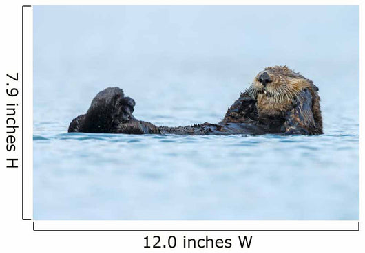 Sea Otter Floating Ocean Wall Decal