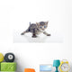 Gatito Con Las Patas Wall Decal