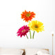 Colorful Gerber Daisies Wall Decal
