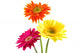 Colorful Gerber Daisies Wall Decal