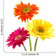 Colorful Gerber Daisies Wall Decal