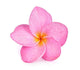 Single Pink Plumeria Flower Wall Decal