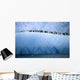 Chinastrap Penguins Lined up Wall Mural
