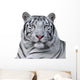 White Bengal Tiger Wall Decal