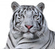 White Bengal Tiger Wall Decal