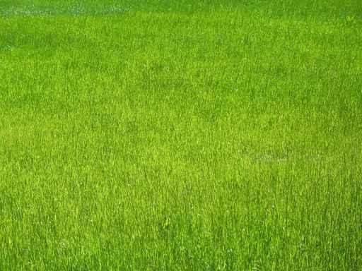Grassland Wall Decal