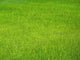 Grassland Wall Decal