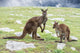 Kangaroos Mother Father and Wall Decal