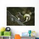 Gray Squirrel Eating Nut Wall Mural