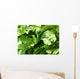 Coriander Leaves Wall Decal
