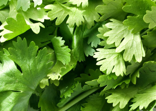 Coriander Leaves Wall Decal