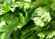 Coriander Leaves Wall Decal