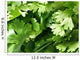 Coriander Leaves Wall Decal