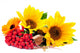 Sunflowers and Ashberry Wall Decal