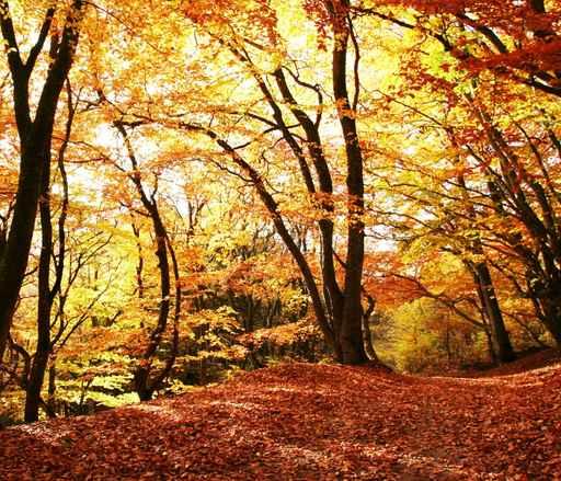 Autumn Scene Wall Mural