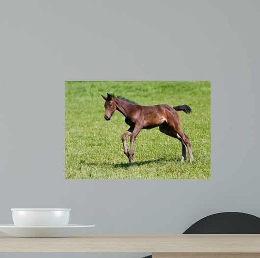 Foals Gallop Wall Decal