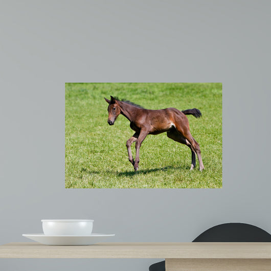 Foals Gallop Wall Decal