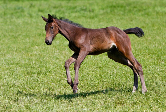 Foals Gallop Wall Decal