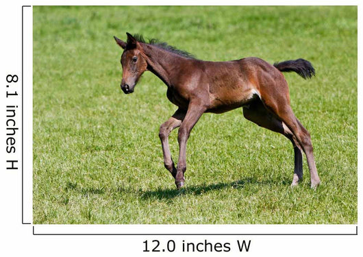 Foals Gallop Wall Decal