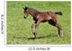 Foals Gallop Wall Decal