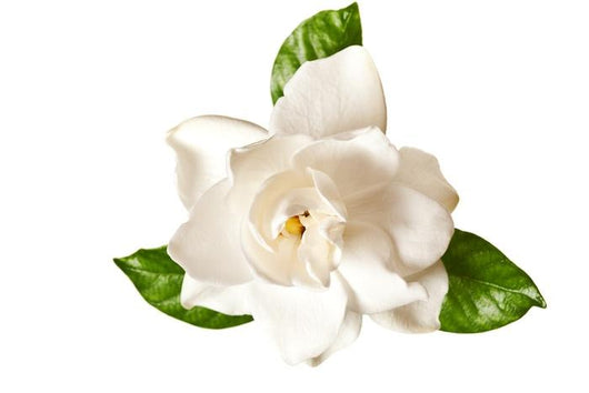 White Gardenia Blossom Flower Wall Decal