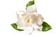 White Gardenia Blossom Flower Wall Decal