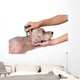 Tick and Flea Prevention Wall Decal