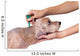 Tick and Flea Prevention Wall Decal